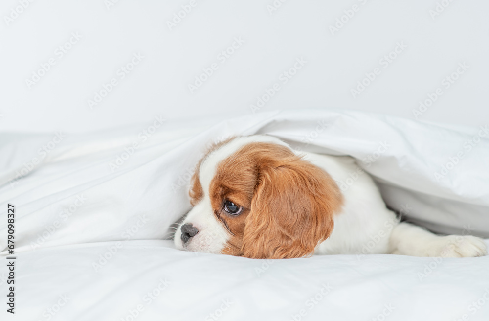 Poster sad cavalier king charles spaniel lying under white blanket on a bed at home. empty space for text