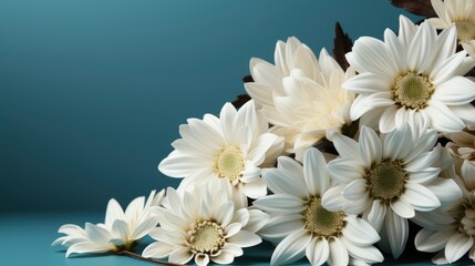 Beautiful White Flowers Meadow, HD, Background Wallpaper, Desktop Wallpaper