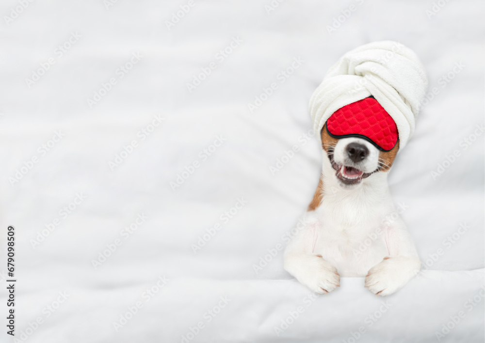 Poster jack russell terrier puppy with towel on it head wearing sleeping mask sleeps on a bed at home. top 