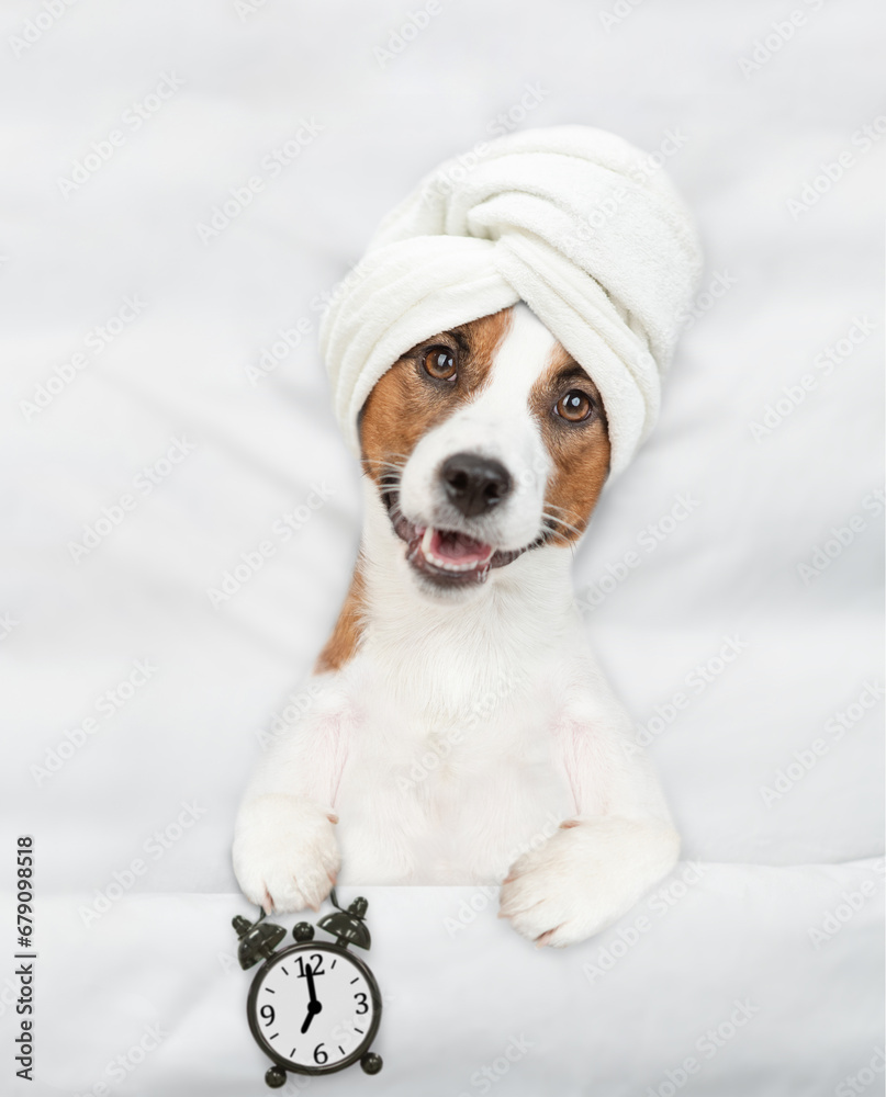 Poster jack russell terrier puppy with towel on it head lying on a bed at home and shows alarm clock. top d