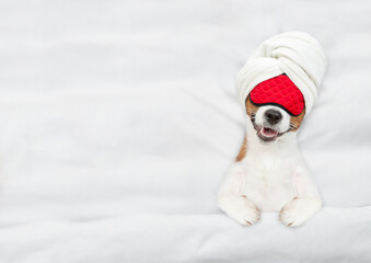Jack russell terrier puppy with towel on it head wearing sleeping mask sleeps on a bed at home. Top down view. Empty space for text