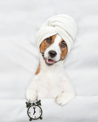 Jack russell terrier puppy with towel on it head lying on a bed at home and shows alarm clock. Top...