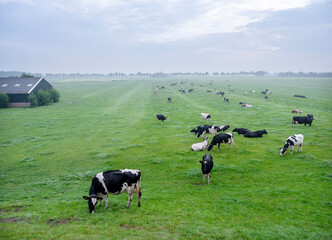 Fototapeta premium black and white spotted cows in dutch meadow during morning fog