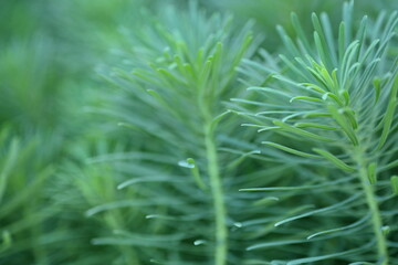 Green grass stems close up Thin wild grass stalks macro Soft green stems of meadow plant Natural vertical green lines background Grass stems in daylight macro photo