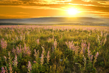 sunset on summer mountain meadow. - 679101905