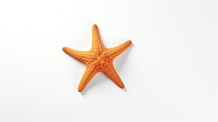 Fototapeta na wymiar Starfish isolated on white background