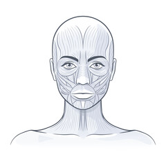 Facial muscles of the female. Detailed bright anatomy isolated on a white background illustration
