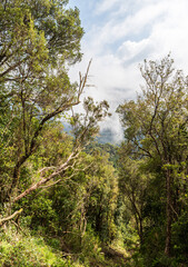 Natural laurel forest in Madeira island - surrounding of Levada dos Cedros hiking trail