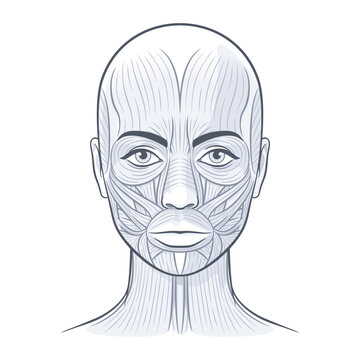 recommend clip art: Facial muscles of the female. Detailed bright anatomy isolated on a white background vector illustration