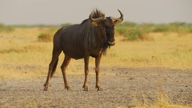Footage of a Blue wildebeest (Connochaetes taurinus) Walking peacefully in grassland of south africa.