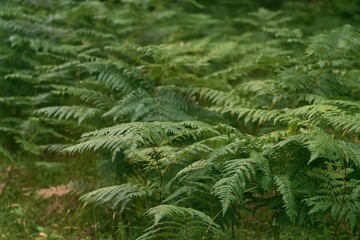 Natural background with copy space. Close-Up of the Lush Green Fern in the Forest. Natural Beauty: The Intricate Fern Foliage in the Woods.