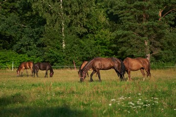 Naklejka na ściany i meble Thoroughbred horses walking in a field. Horses on the farm. Agritourism and hippotherapy.