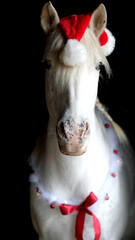 Weißes Pferd im Herbst und Advent