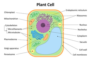 Structure of a plant cell. Plant cell organelles. Diagram. - obrazy, fototapety, plakaty