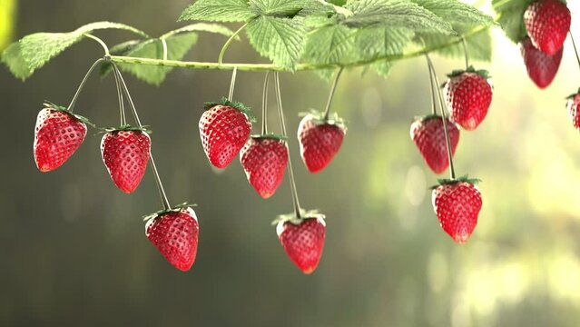 Strawberry plant growing in garden on sunny day,  macro low angle view. 4k 3d render 