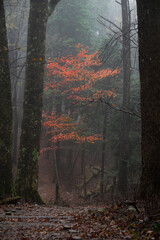霧と晩秋の森　段戸裏谷原生林