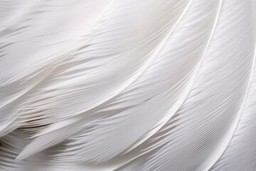 macro shot of a swans feather for a smooth, white texture