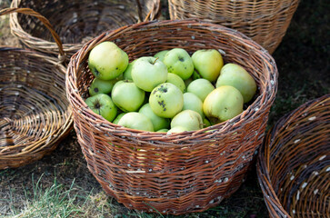 Green apples in a basket. Close-up