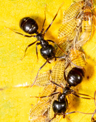 Close-up of ants and aphids on a leaf. Macro