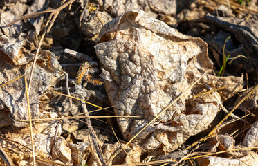 Dry grass in nature as an abstract background. Texture