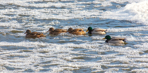 Ducks swim in the cold water of the river in winter