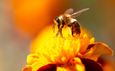 Close-up of a bee on an orange flower. Macro