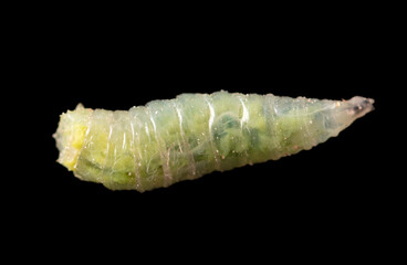Green maggot isolated on black background. Macro
