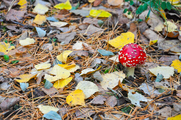 Amanita mushroom among the leaves in the autumn forest. Quality image for your project