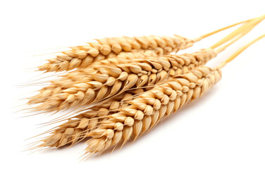 Ears of wheat isolated on white background close-up. 