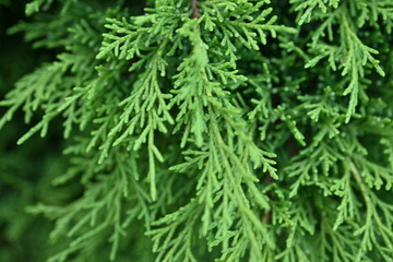 macro green juniper branch, 