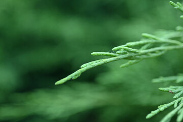 macro green juniper branch, 