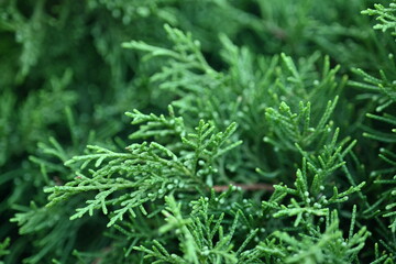 macro green juniper branch, 