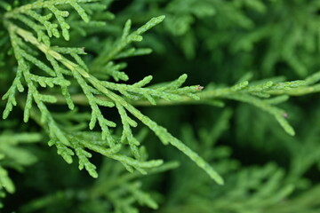 macro green juniper branch, 