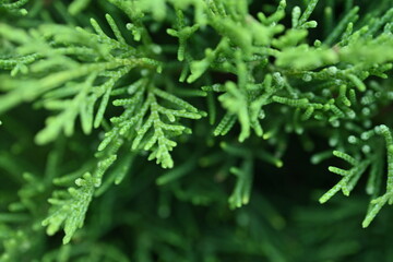 macro green juniper branch, 