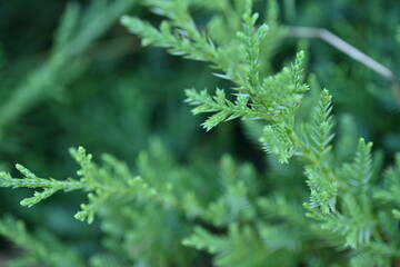 macro green juniper branch, 