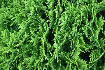 macro green juniper branch, 