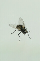 perspektive fliege