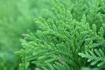 macro green juniper branch, 
