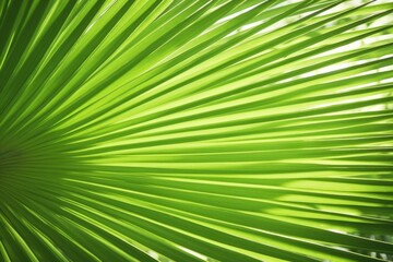 palm leaf surface under lit with soft light