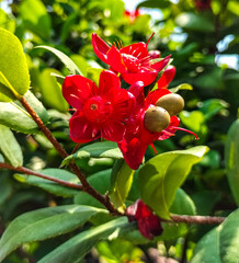 A Red Ochna Serrulata plant, is also known as Mickey Mouse plant or Carnival bush, surrounded by its leaves. Selective focus.
