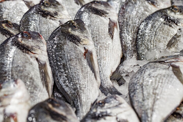 Fresh raw chilled fish on ice, close-up, selective focus