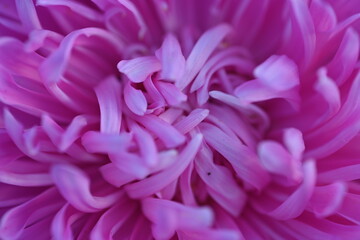 pink aster flower close-up, autumn flowers, pink flower buds on an aster stem from above, aster buds of an annual Chinese aster or annual aster Callistephus chinensis, field purple pinnate	
