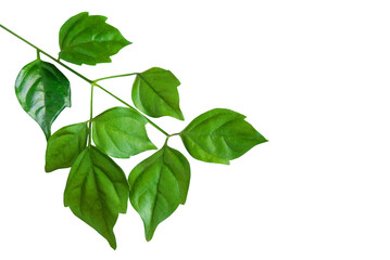 Fototapeta na wymiar Fresh green leaves branch isolated on transparent background, png, border