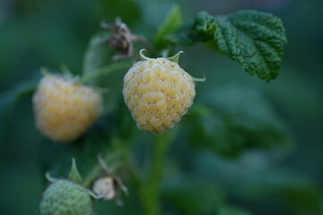 close-up of a raspberry berry, a raspberry berry growing on a bush 
