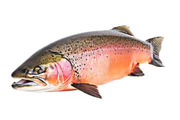 Salmon fish isolated on a white background. 