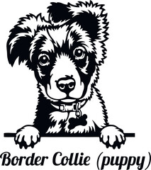 Border Collie Puppy - Color Peeking Dogs - breed face head isolated on white