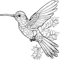 Hummingbird black and white coloring page, vector stock photo