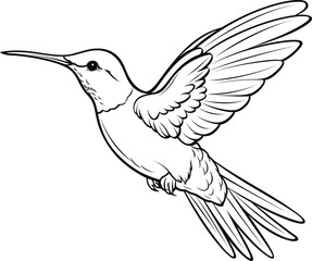 Hummingbird black and white coloring page, vector stock photo