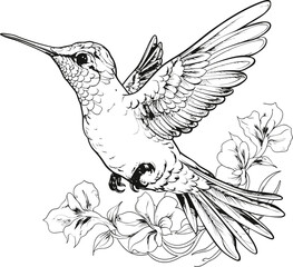 Hummingbird black and white coloring page, vector stock photo