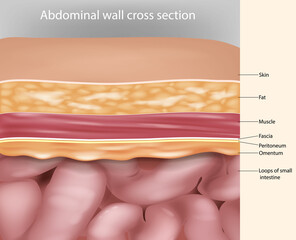 Abdominal wall cross section Anatomy. Abdominal wall layers - obrazy, fototapety, plakaty